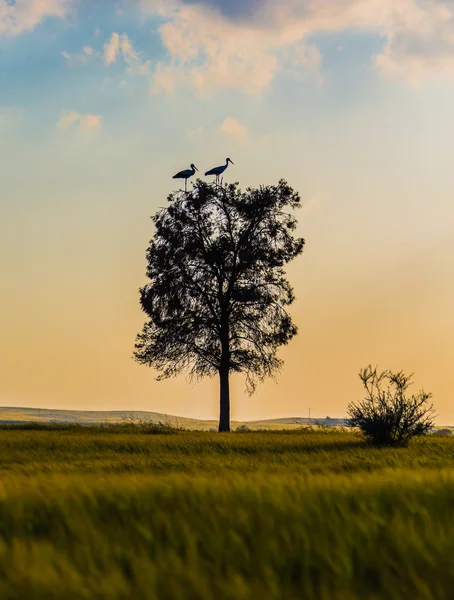 Tree with cranes at sunset — Stock Photo, Image