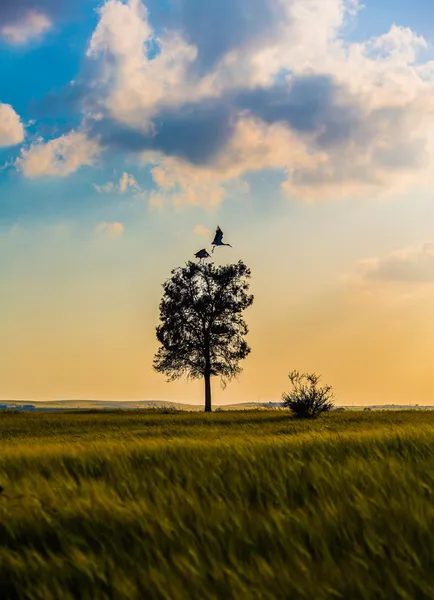 Tree with cranes — Stock Photo, Image