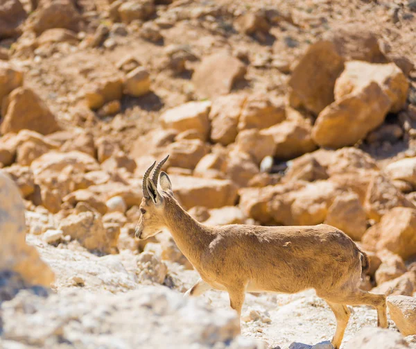 Chèvre de montagne sur les rochers — Photo