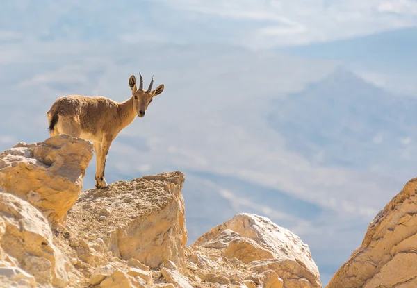 Une chèvre de montagne sur les rochers — Photo