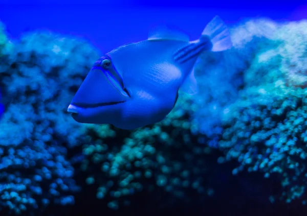Подводный мир Красного моря — стоковое фото
