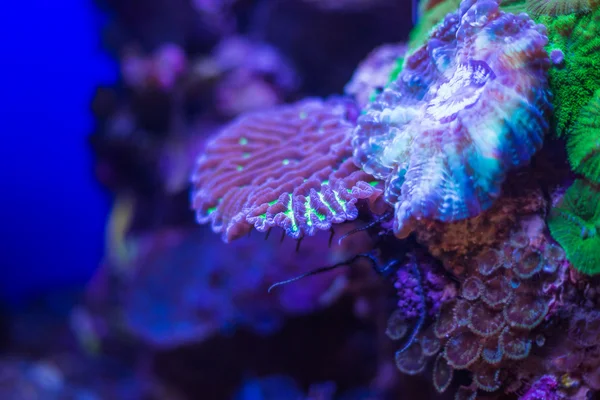 Кораллы подводного мира — стоковое фото