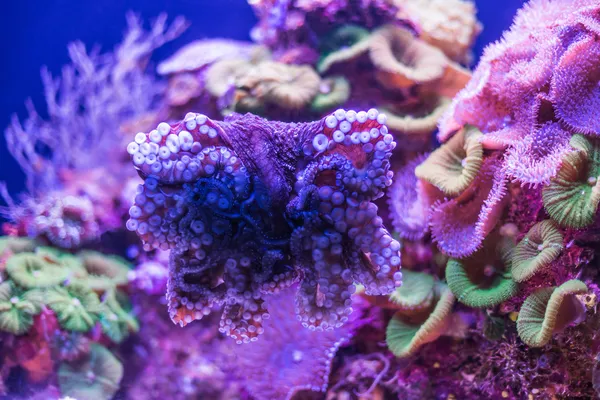Дикий подводный мир — стоковое фото