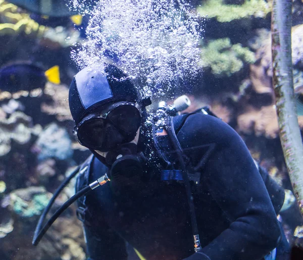 Portrét potápěč — Stock fotografie