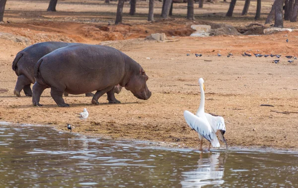 Par de hipopótamos andando — Fotografia de Stock