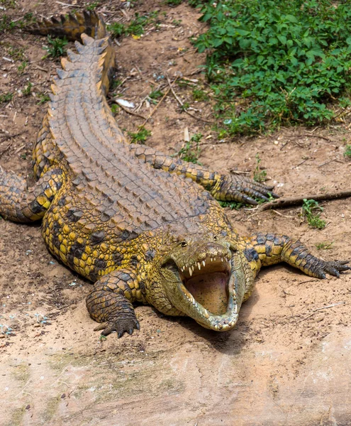 Retrato de un cocodrilo grande — Foto de Stock