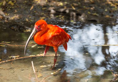 nadir bir kırmızı leylek portresi