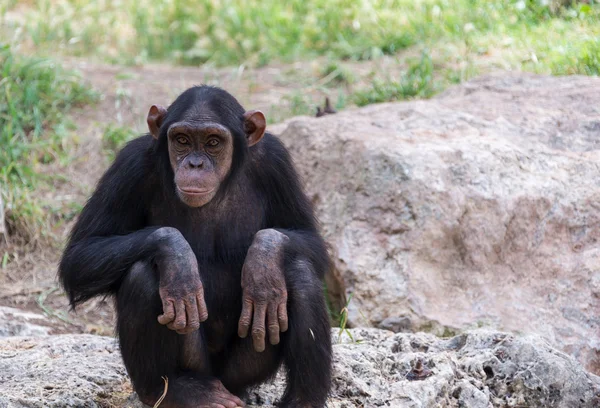 Chimpanzé assis sur des pierres — Photo