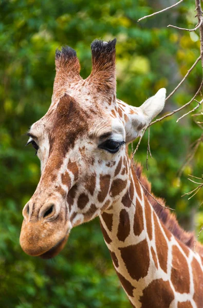 Giraff närbild porträtt — Stockfoto