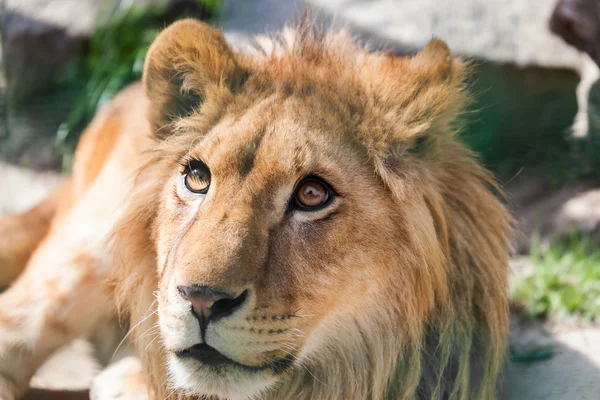 Portrait of a young lion — Stock Photo, Image