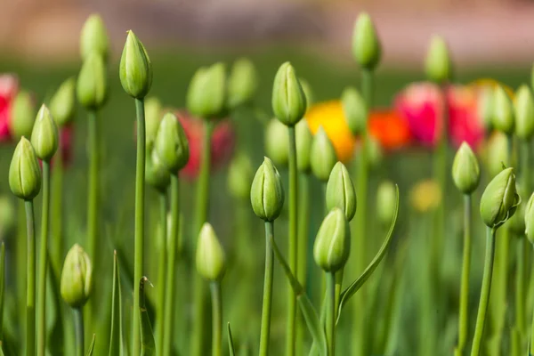 Kwietnik z zielone pąki tulipanów — Zdjęcie stockowe