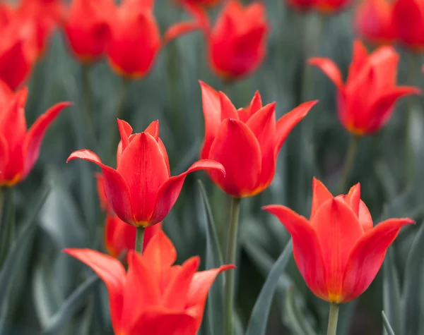 Flowerbed met rode knoppen tulpen — Stockfoto