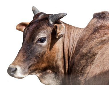 Portrait of Indian cows, isolated clipart