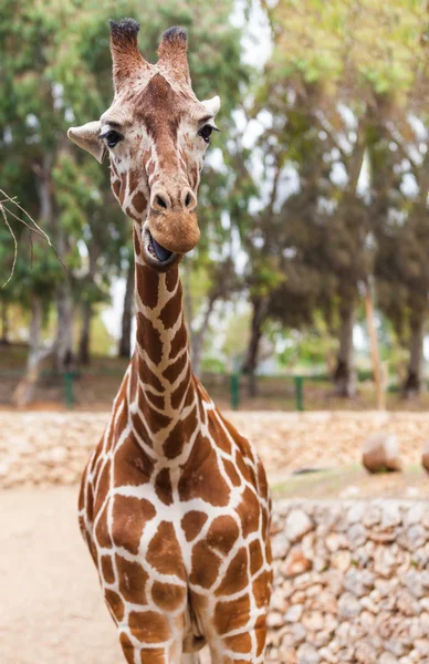 Portrét žirafa, zoo — Stock fotografie