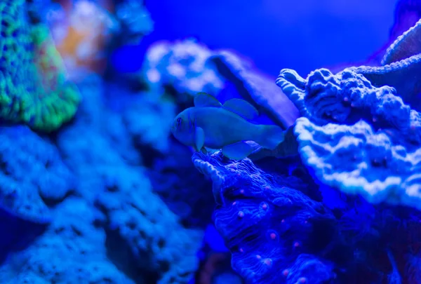 Bleu monde sous-marin — Photo