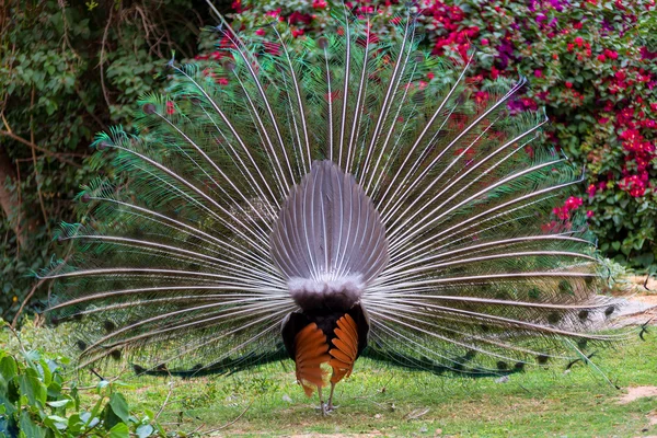 Peacock with flowing tail — Stock Photo, Image