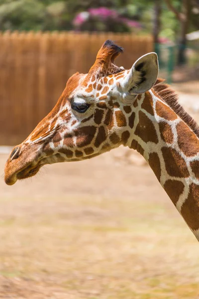 Портрет жирафа в природе — стоковое фото