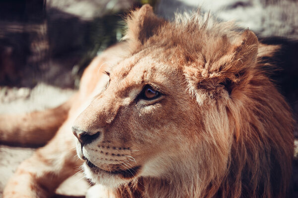 Portrait lion in nature 