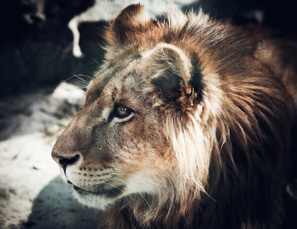 Portrait of the king of beasts lion in nature summer day
