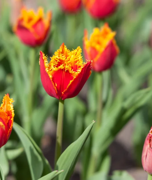 Kwietnik czerwone tulipany — Zdjęcie stockowe