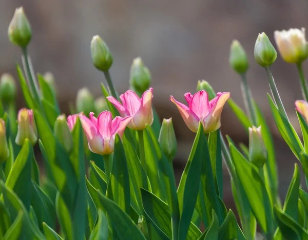Germogli di tulipani freschi — Foto Stock
