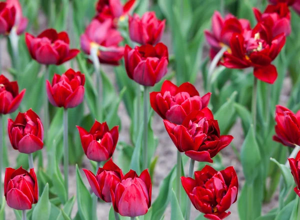 Túlipas vermelhas botões canteiro de flores — Fotografia de Stock