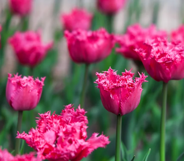 Botões frescos canteiro de flores de tulipas — Fotografia de Stock