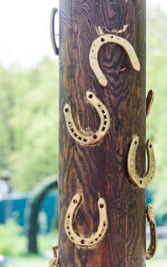 Kutup iyi şanslar nal