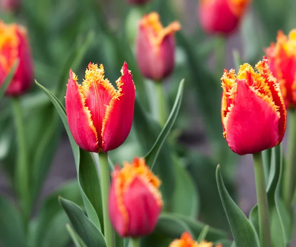 Primer plano de tulipanes rojos con pila —  Fotos de Stock