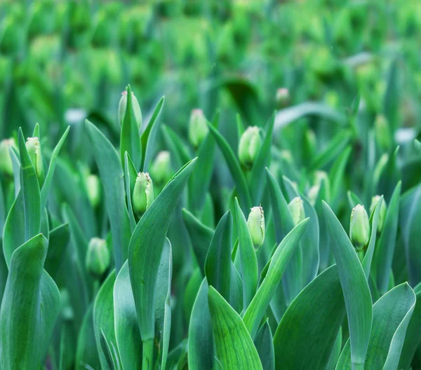 Many green buds of tulips — Stock Photo, Image