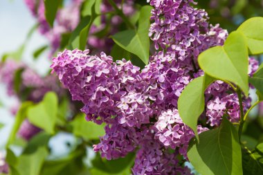 doğada büyüyen leylak