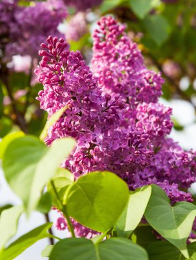 doğada leylak dalı