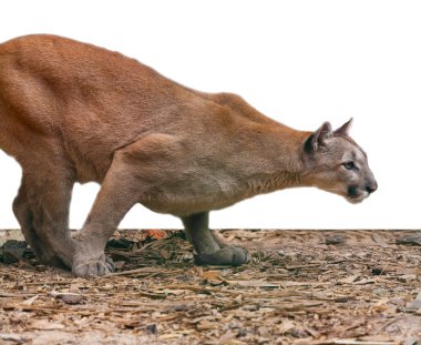sürünen Puma, yırtıcı 