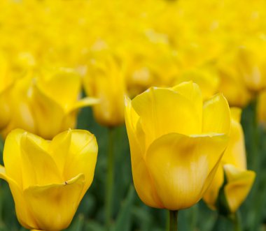 birçok Sarı laleler, Bahar 