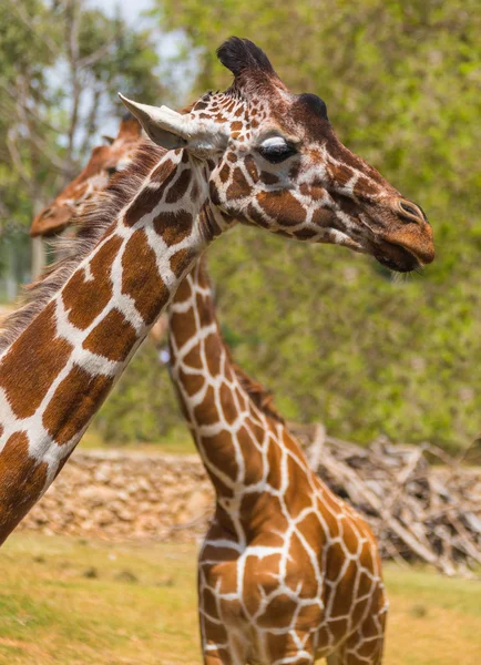 Två giraffer i naturen — Stockfoto