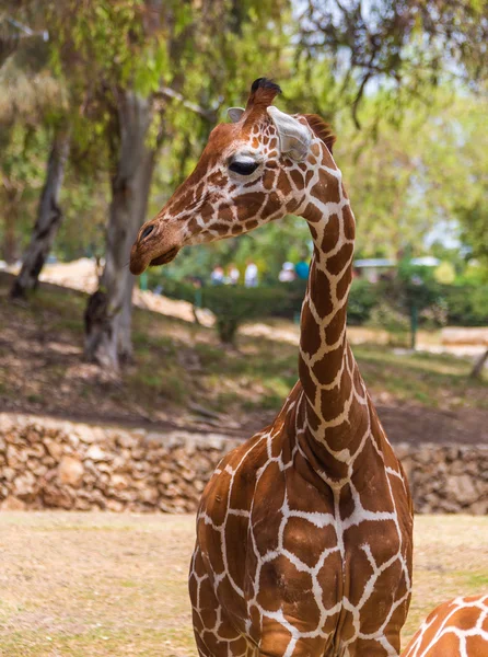 Jedna žirafa v přírodě — Stock fotografie