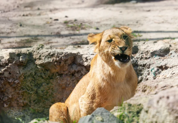 Young lion growls nature — Stock Photo, Image