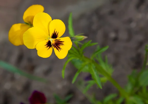 Gele bloem — Stockfoto