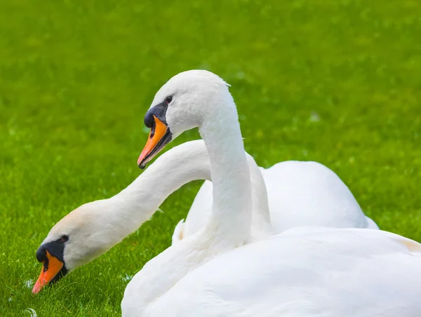 Swans couple in nature — Stock Photo, Image