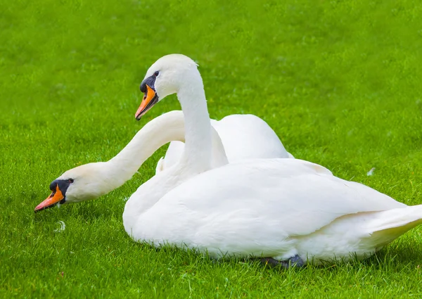 Two swans in nature — Stock Photo, Image