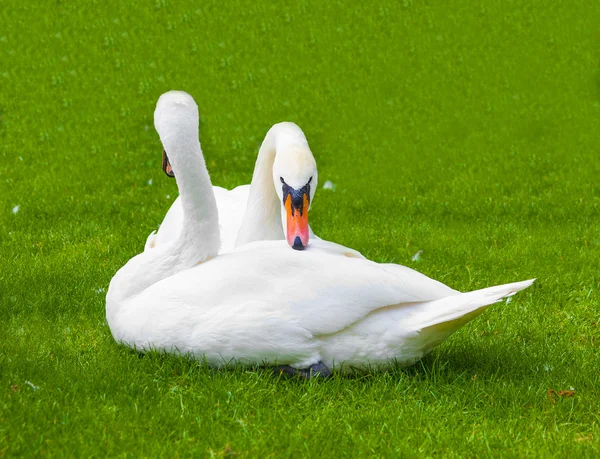 Dvě labutě v podstatu života — Stock fotografie