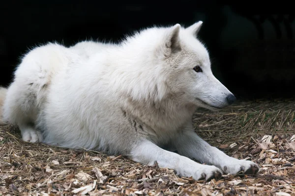 Bílý arktický Vlk — Stock fotografie