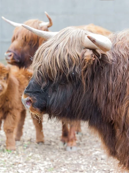 Primer plano retrato de un yak — Foto de Stock