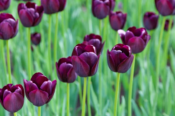 Molti tulipani viola — Foto Stock
