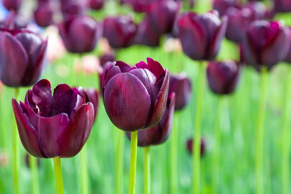 Fioletowe tulipany z bliska — Zdjęcie stockowe