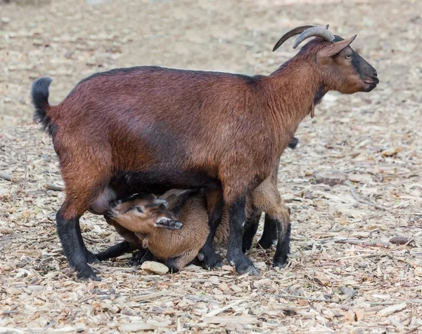 Koza krmení jejich mladý mláďata — Stock fotografie