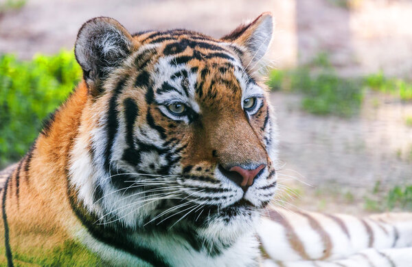 Portrait predator tiger spring in nature