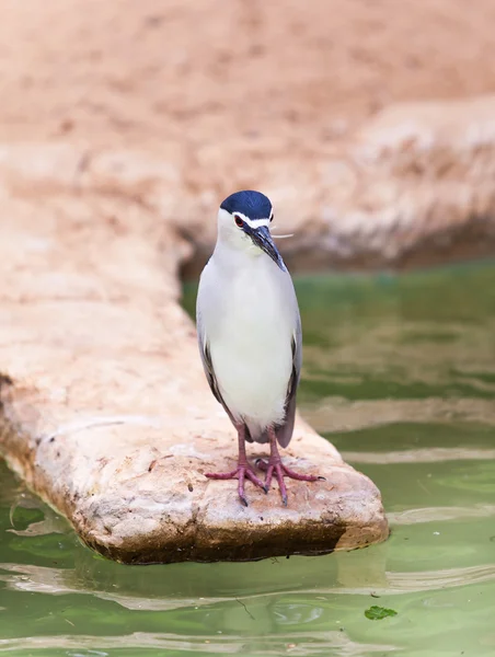 Heron noční portrét — Stock fotografie