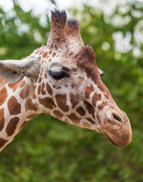 Närbild porträtt av en giraff — Stockfoto