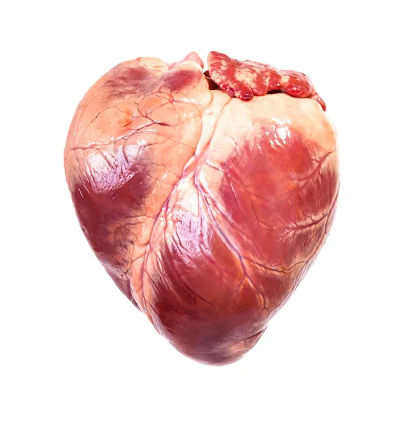 Real heart — Stock Photo, Image